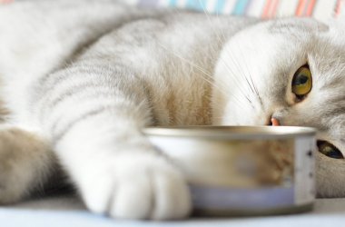 Cat Food